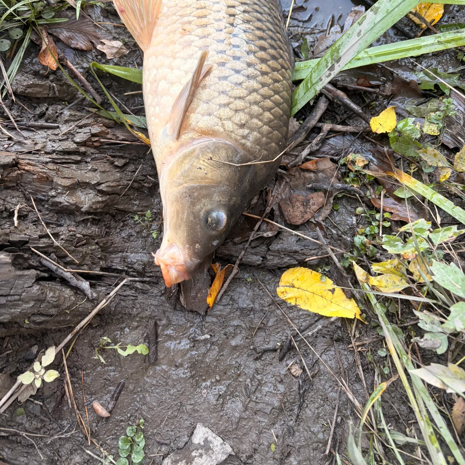 Common carp caught on Fishbrain