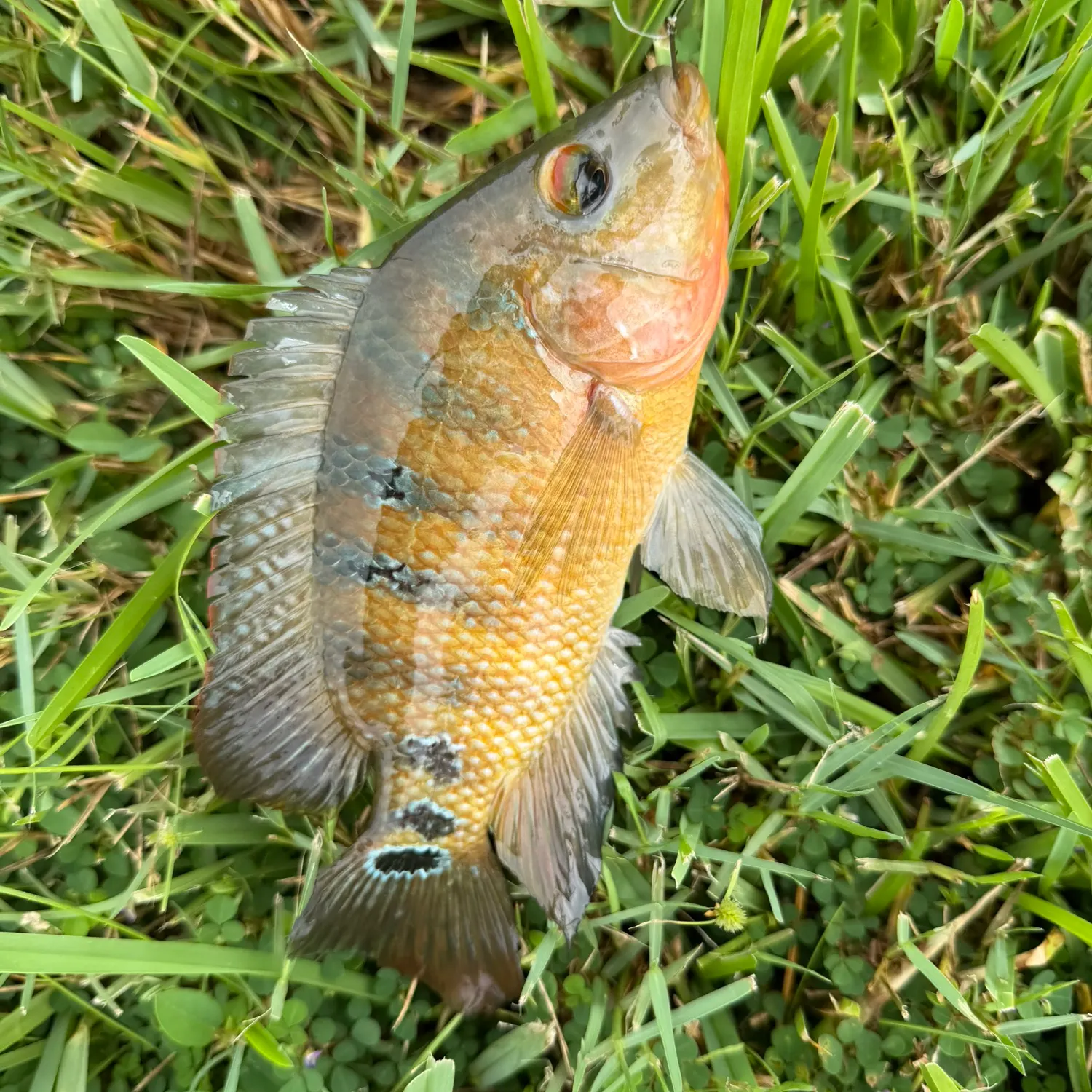Mayan cichlid caught on Fishbrain