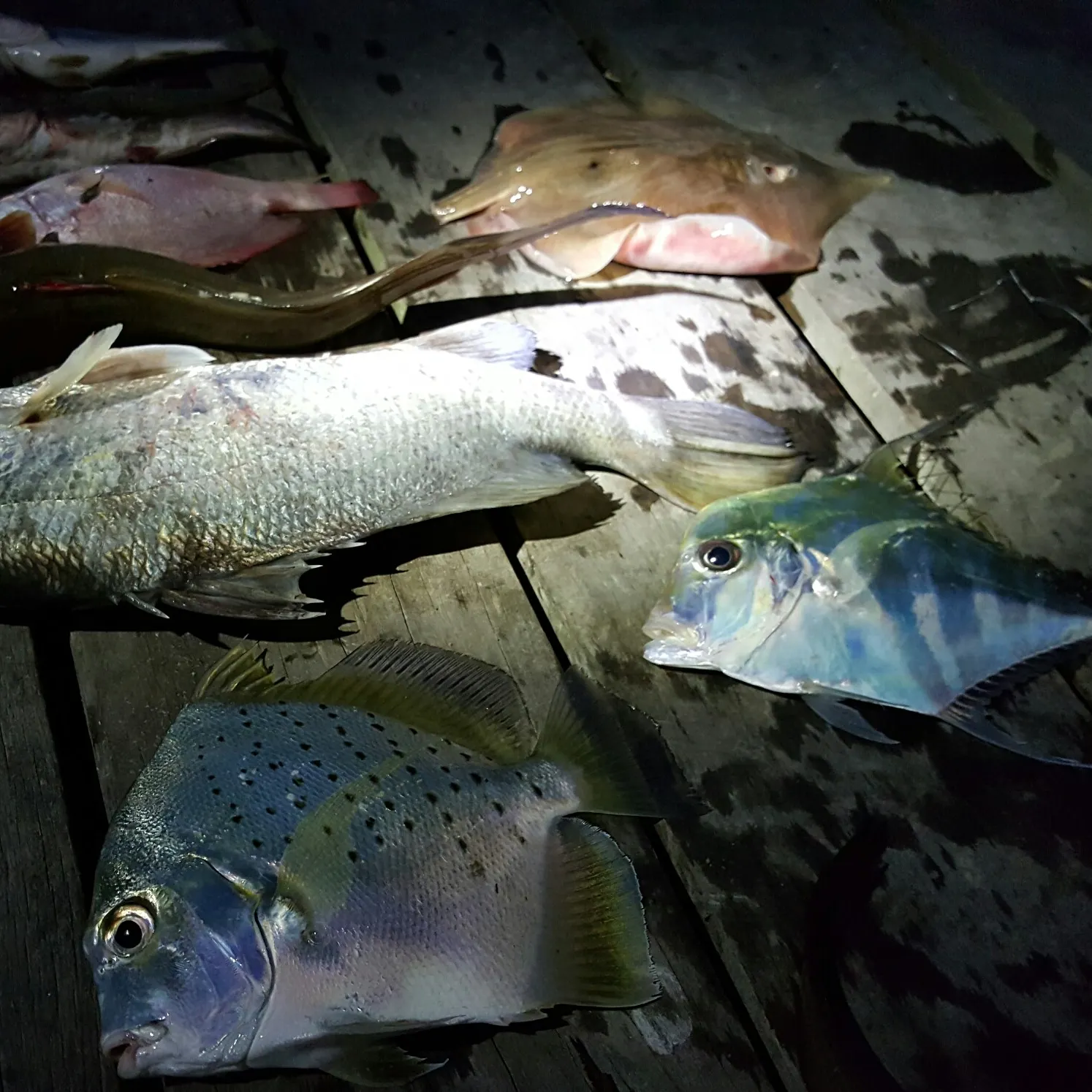 recently logged catches