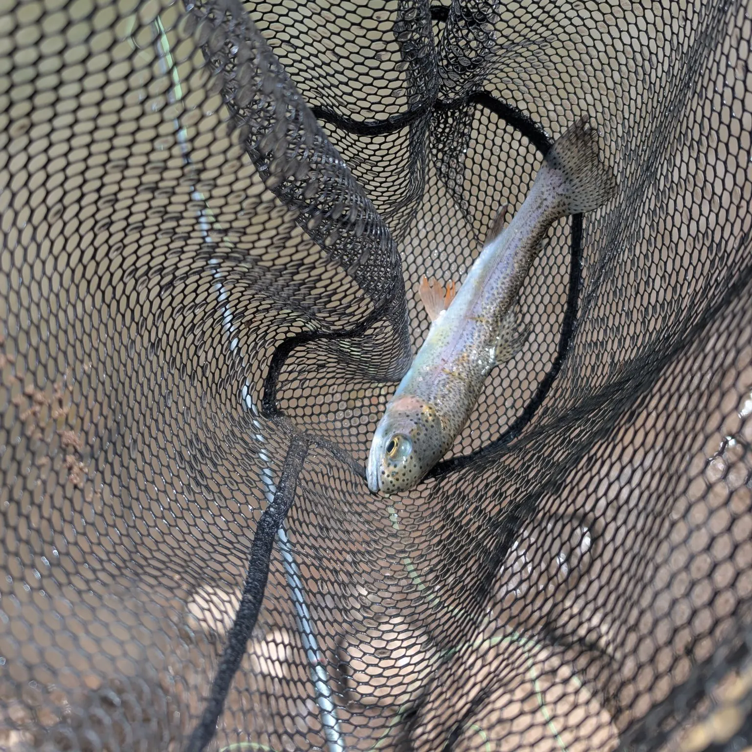 Rainbow trout caught on Fishbrain