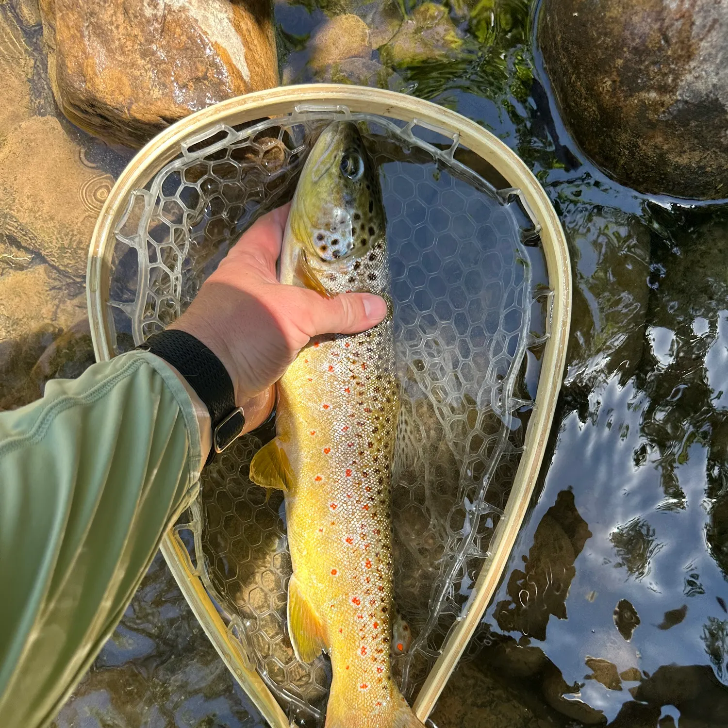 recently logged catches