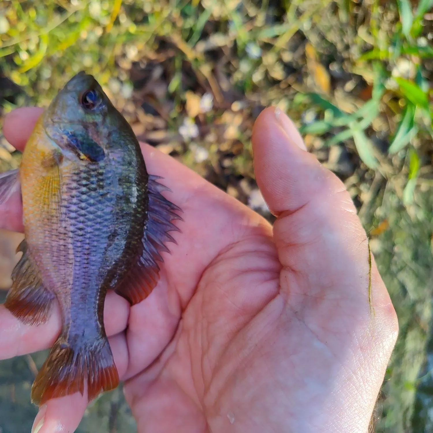 The most recent Redspotted sunfish catches on Fishbrain