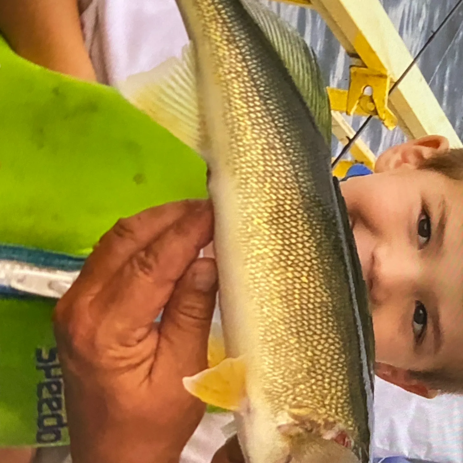 Walleye caught on Fishbrain