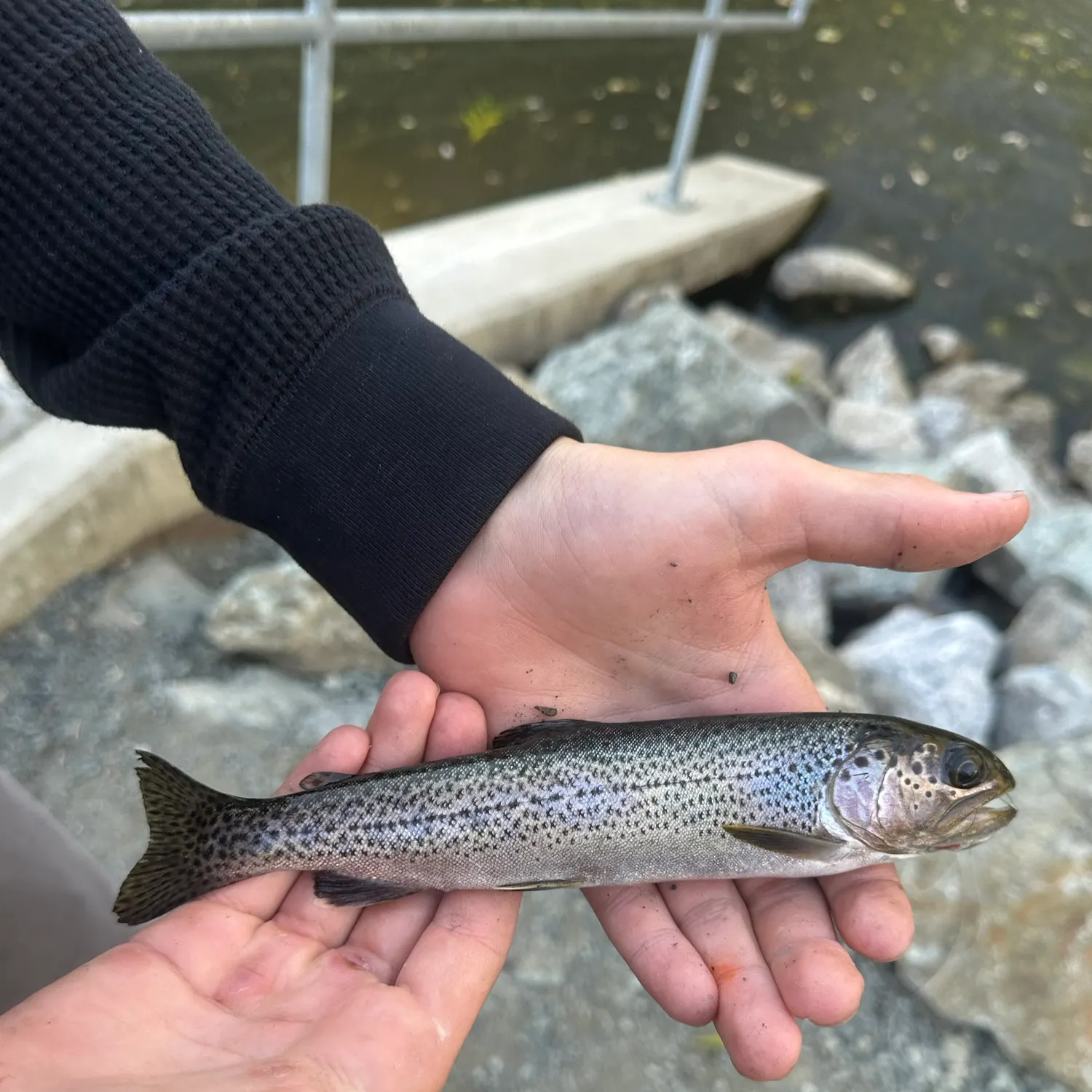 Coastal cutthroat trout caught on Fishbrain