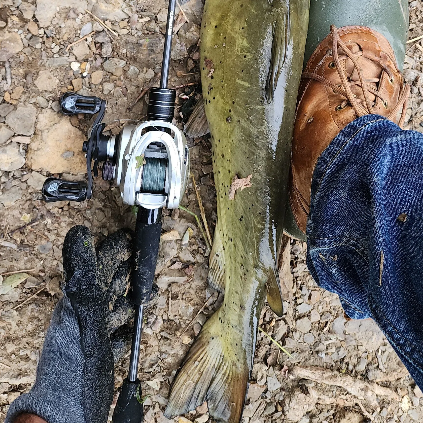 Channel catfish caught on Fishbrain