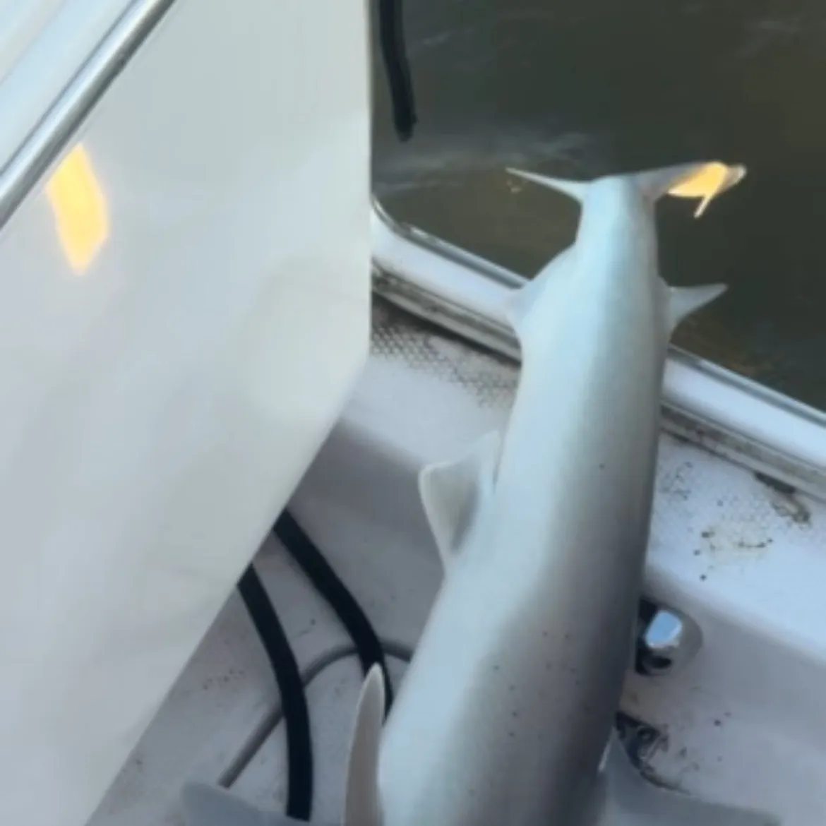 The most recent Bonnethead shark catches on Fishbrain