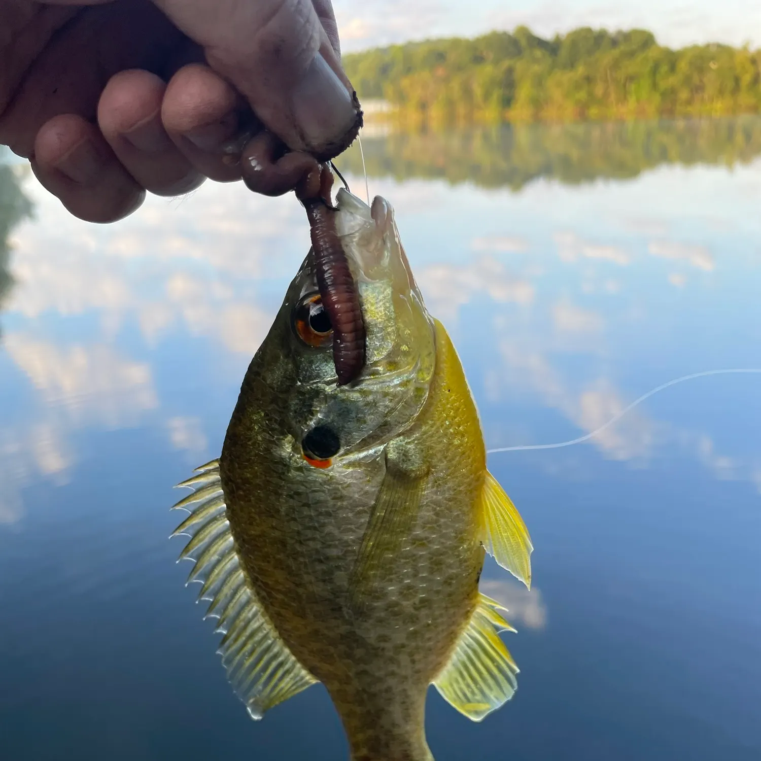 Redear sunfish caught on Fishbrain