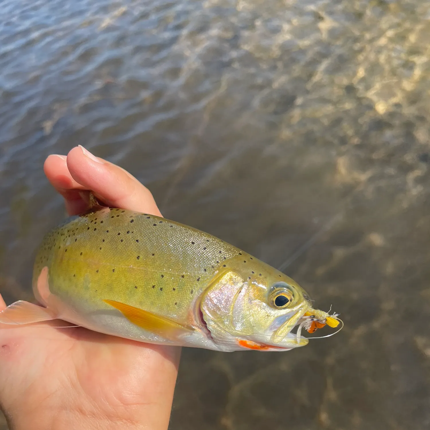 Cutthroat trout caught on Fishbrain