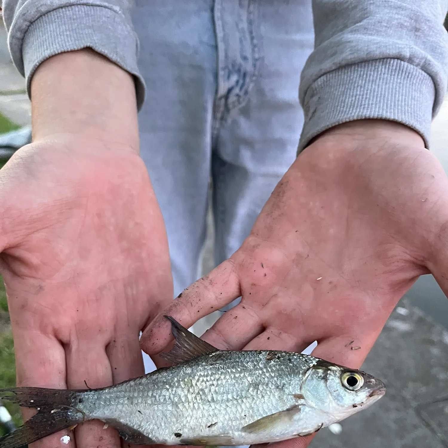 European chub caught on Fishbrain