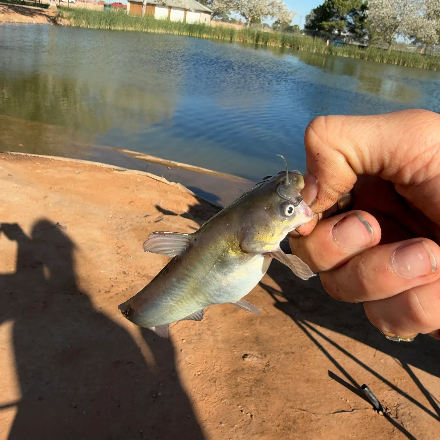 Black bullhead caught on Fishbrain
