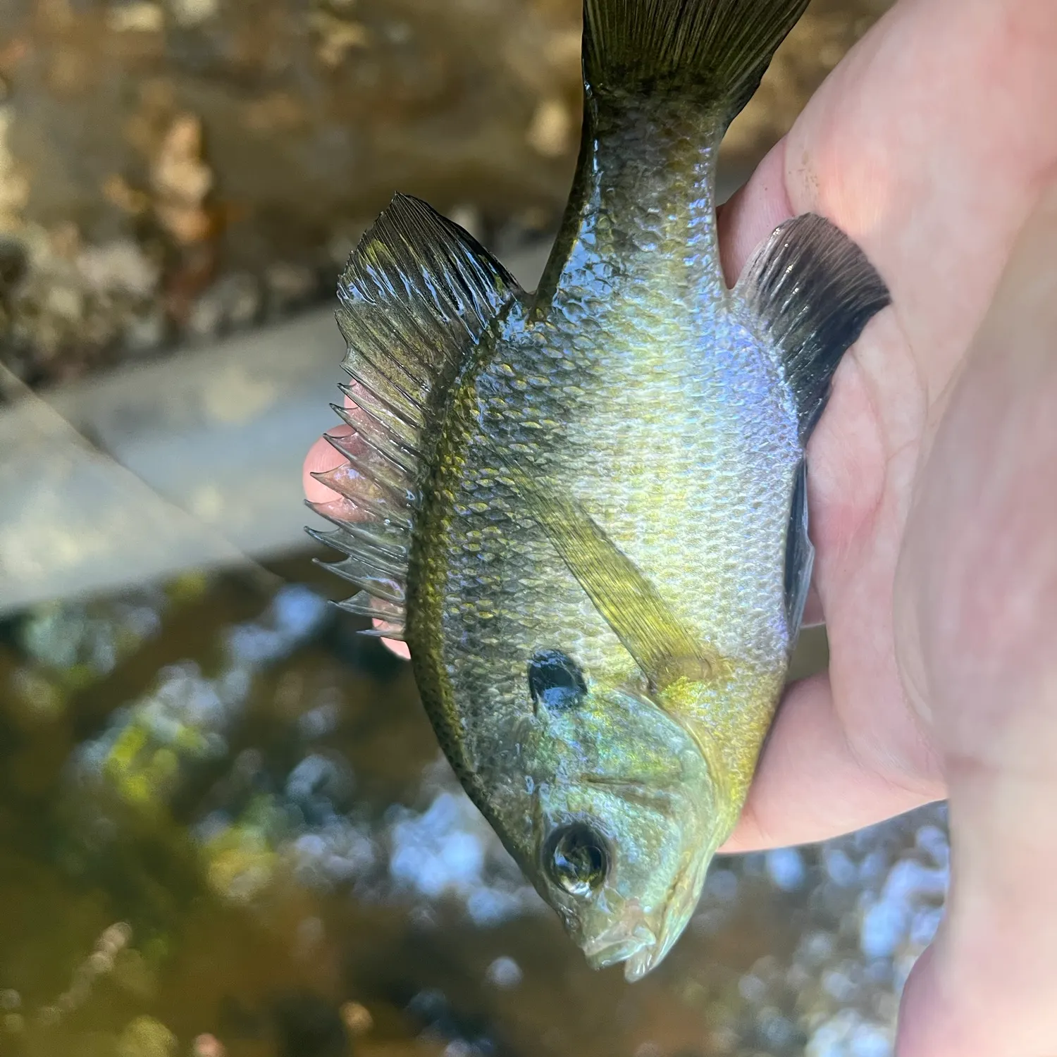 Bluegill caught on Fishbrain