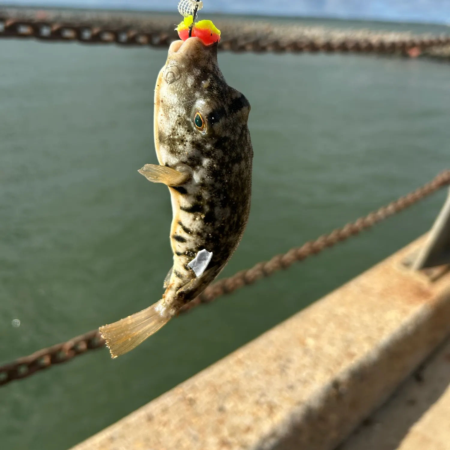 Northern puffer caught on Fishbrain