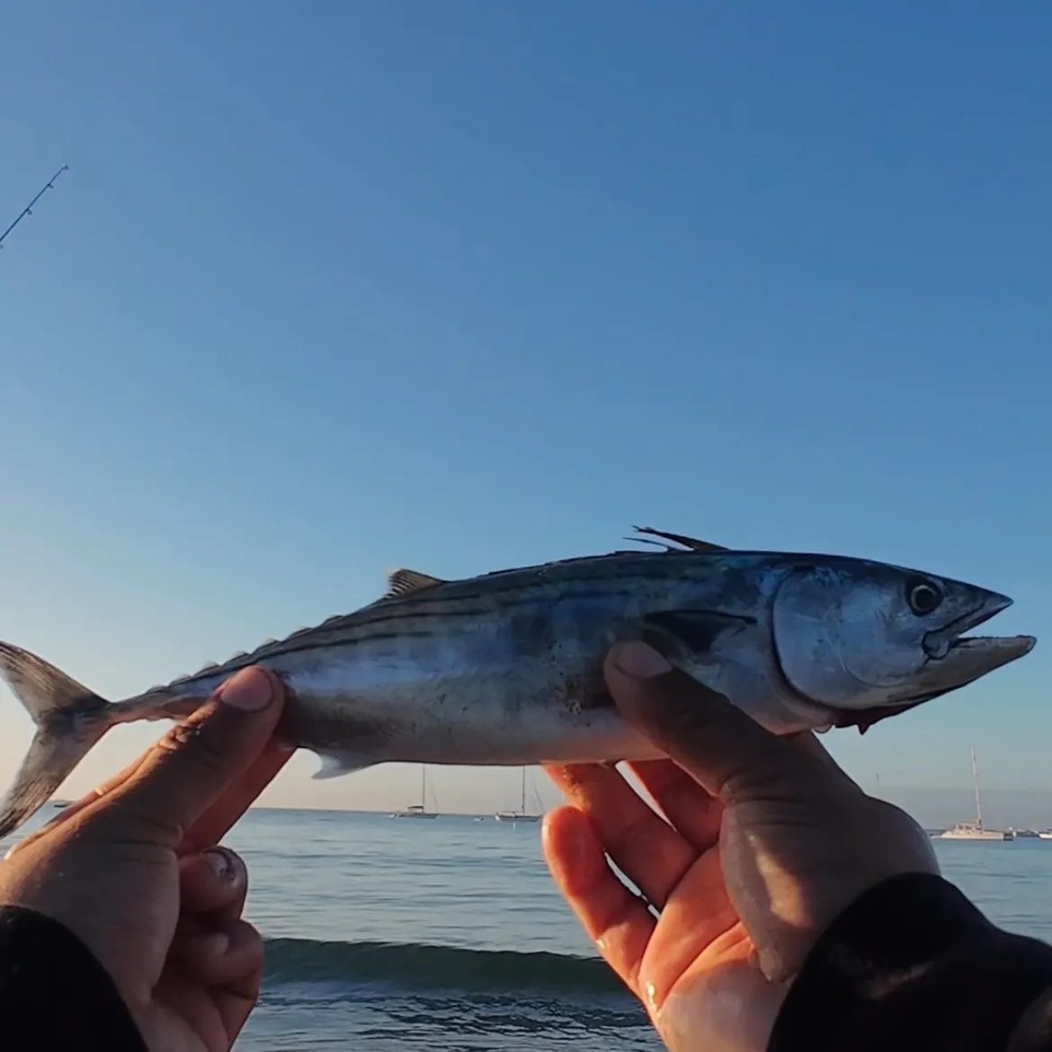Eastern Pacific bonito caught on Fishbrain
