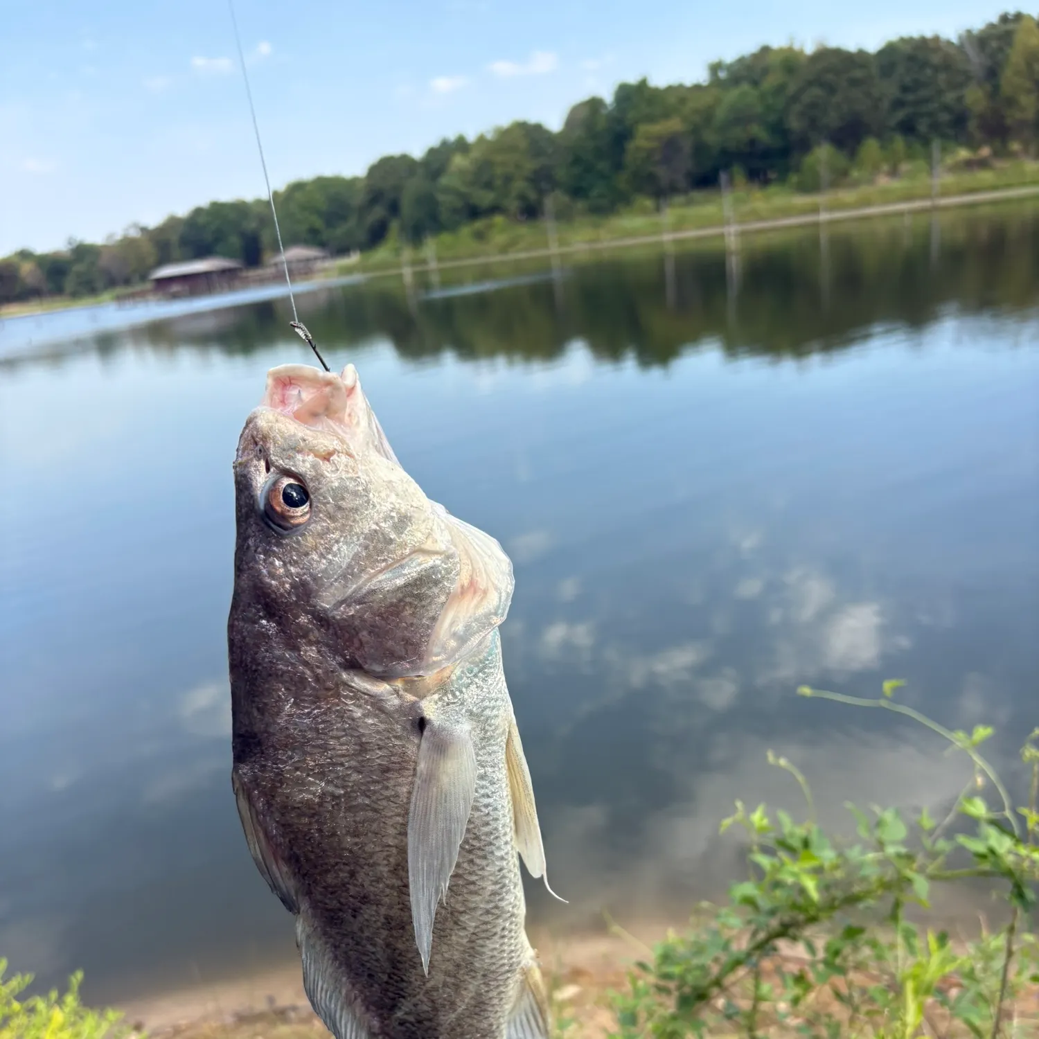 Freshwater drum caught on Fishbrain
