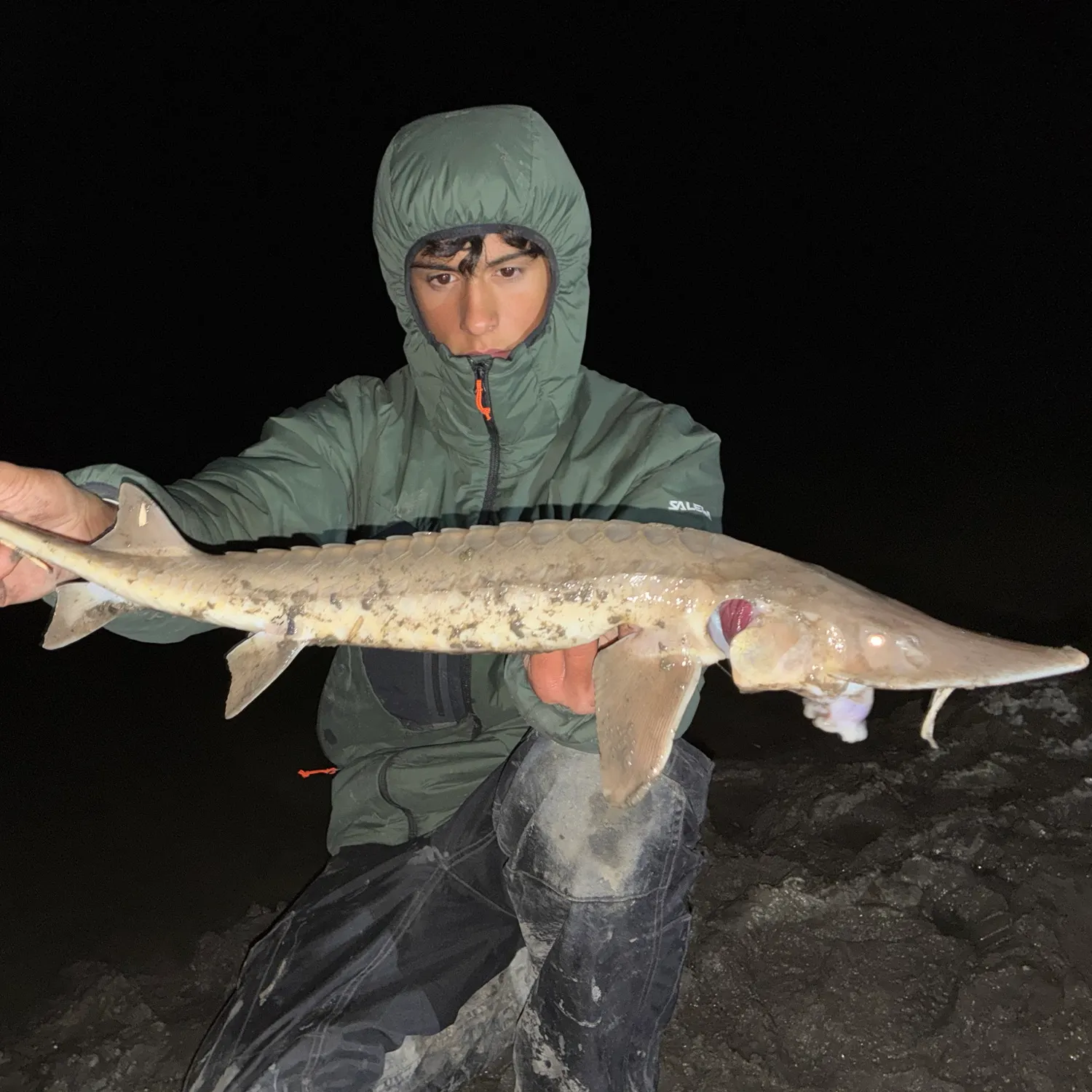 The most recent Shovelnose sturgeon catches on Fishbrain