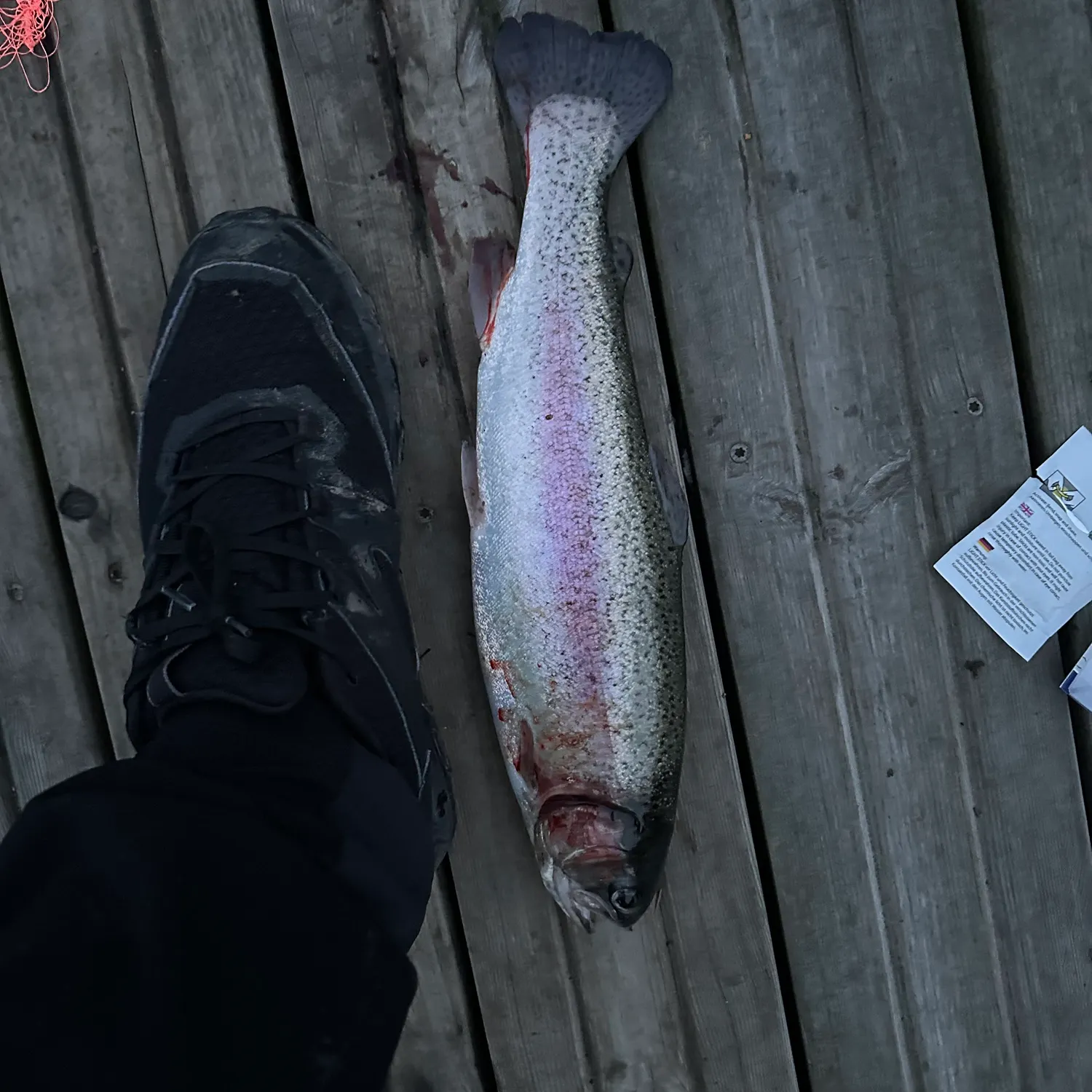 Rainbow trout caught on Fishbrain