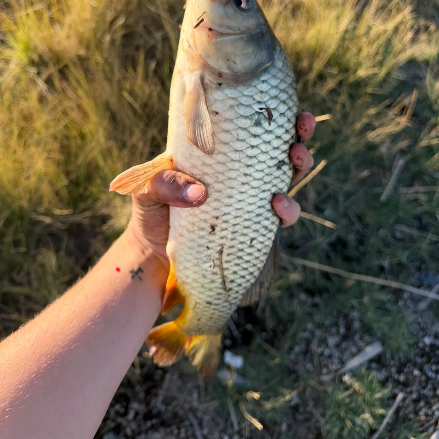 Common carp caught on Fishbrain