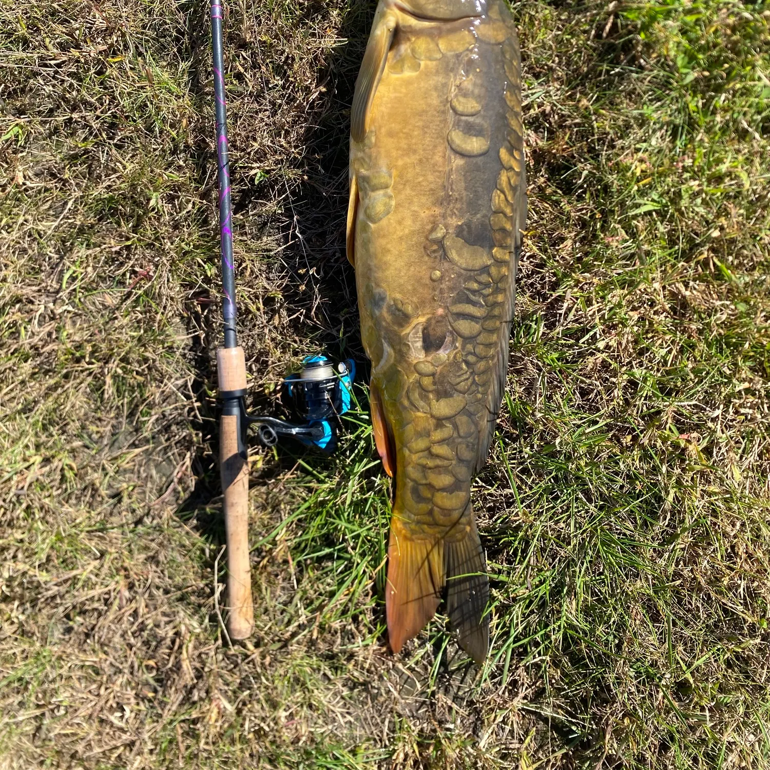 Mirror carp caught on Fishbrain
