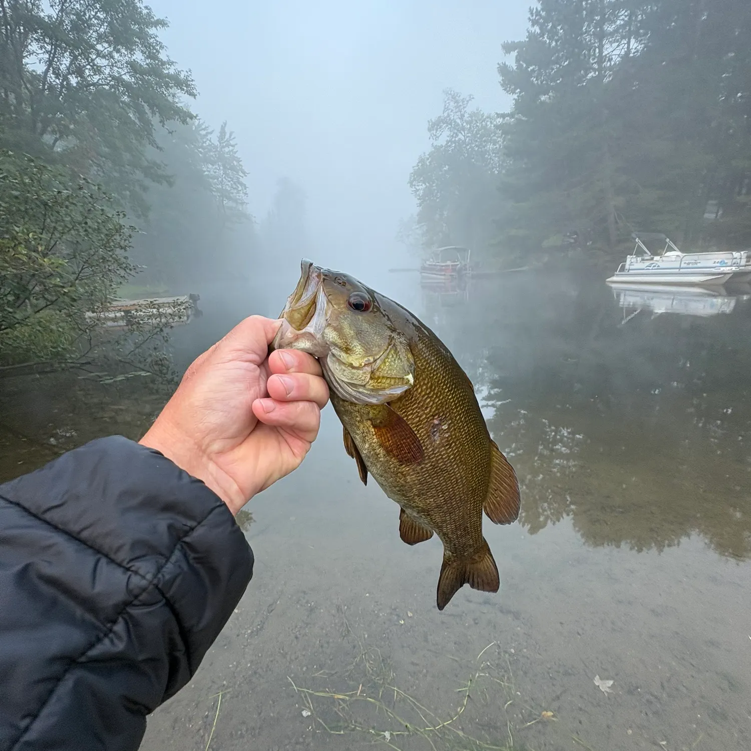 Smallmouth bass caught on Fishbrain