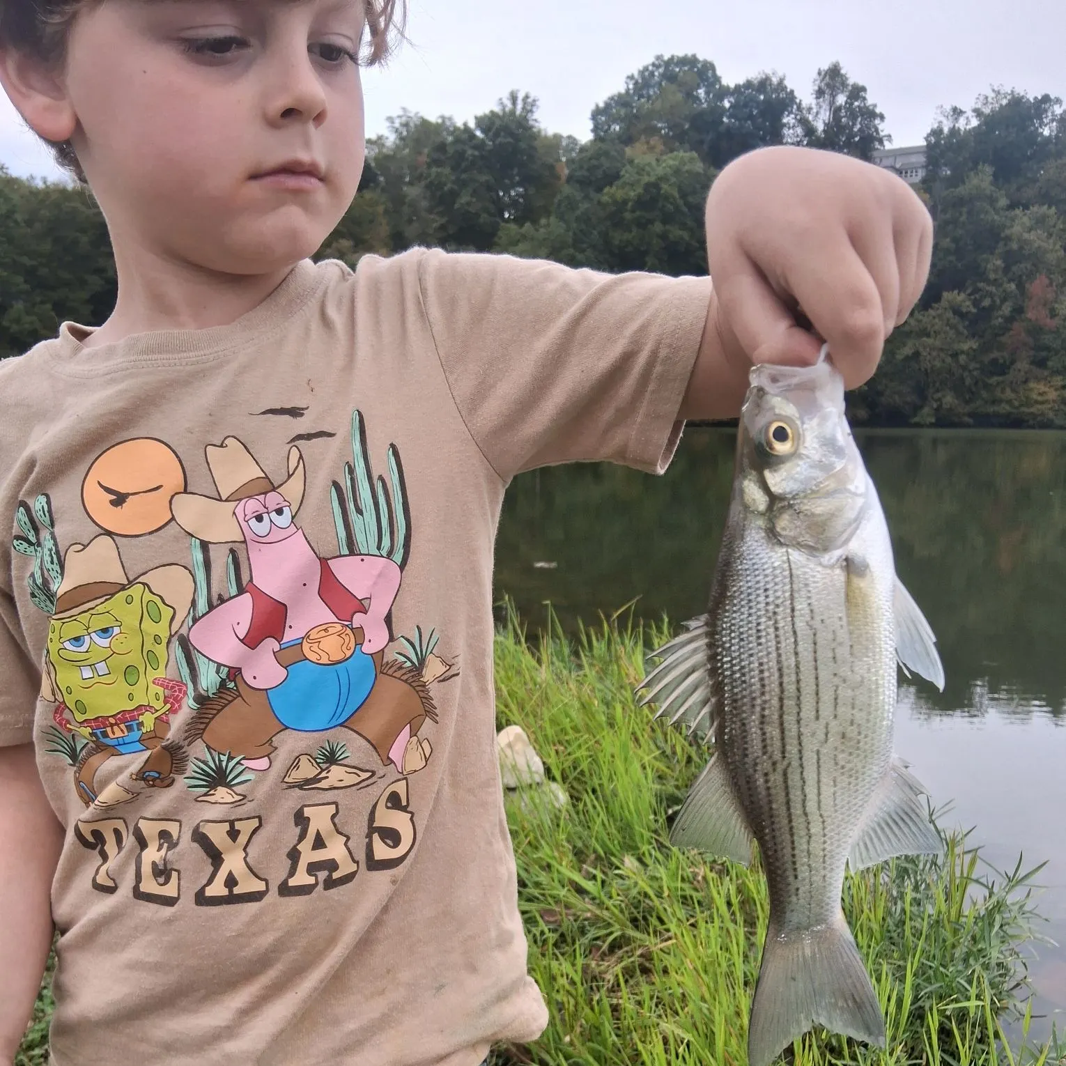 White bass caught on Fishbrain