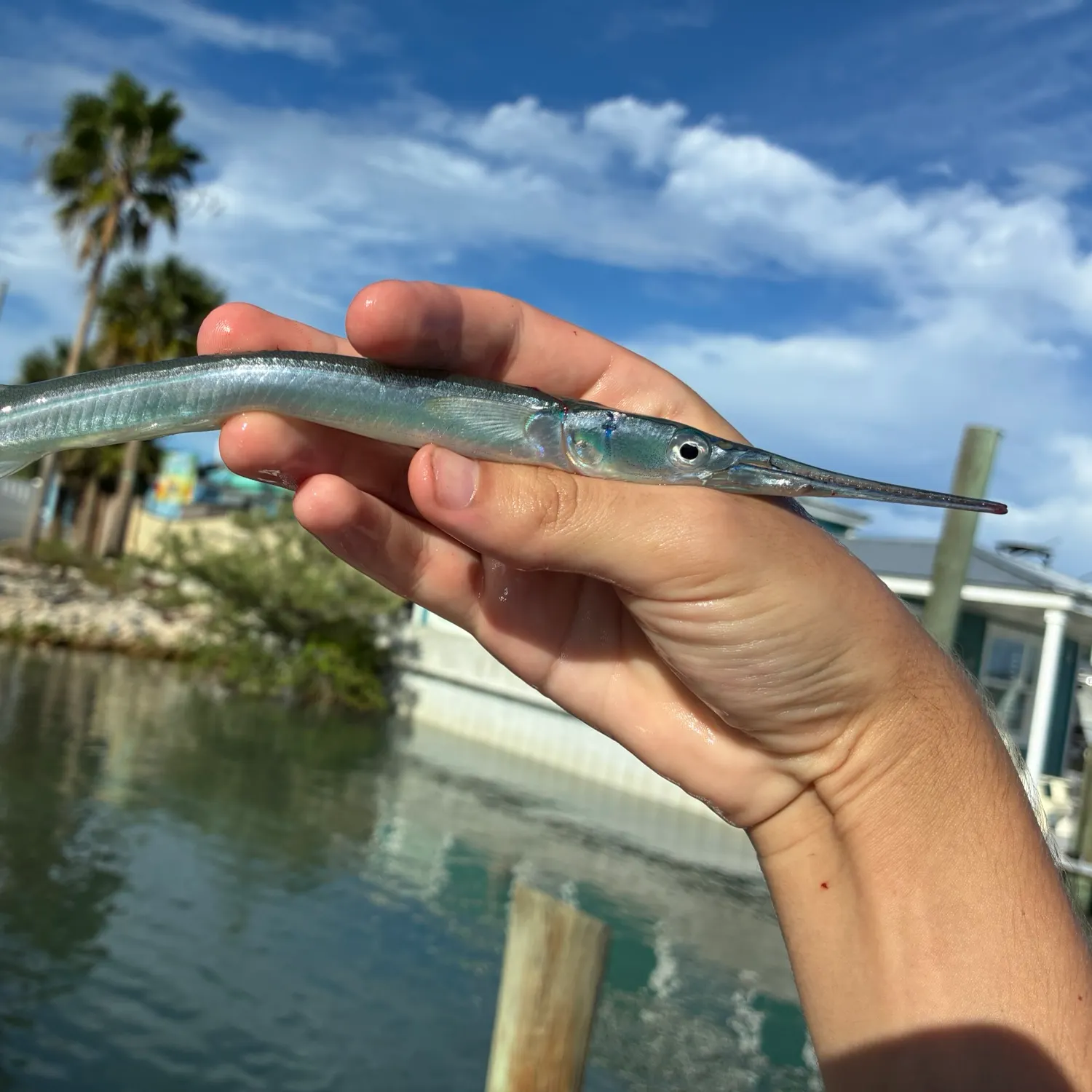 The most recent Redfin needlefish catches on Fishbrain