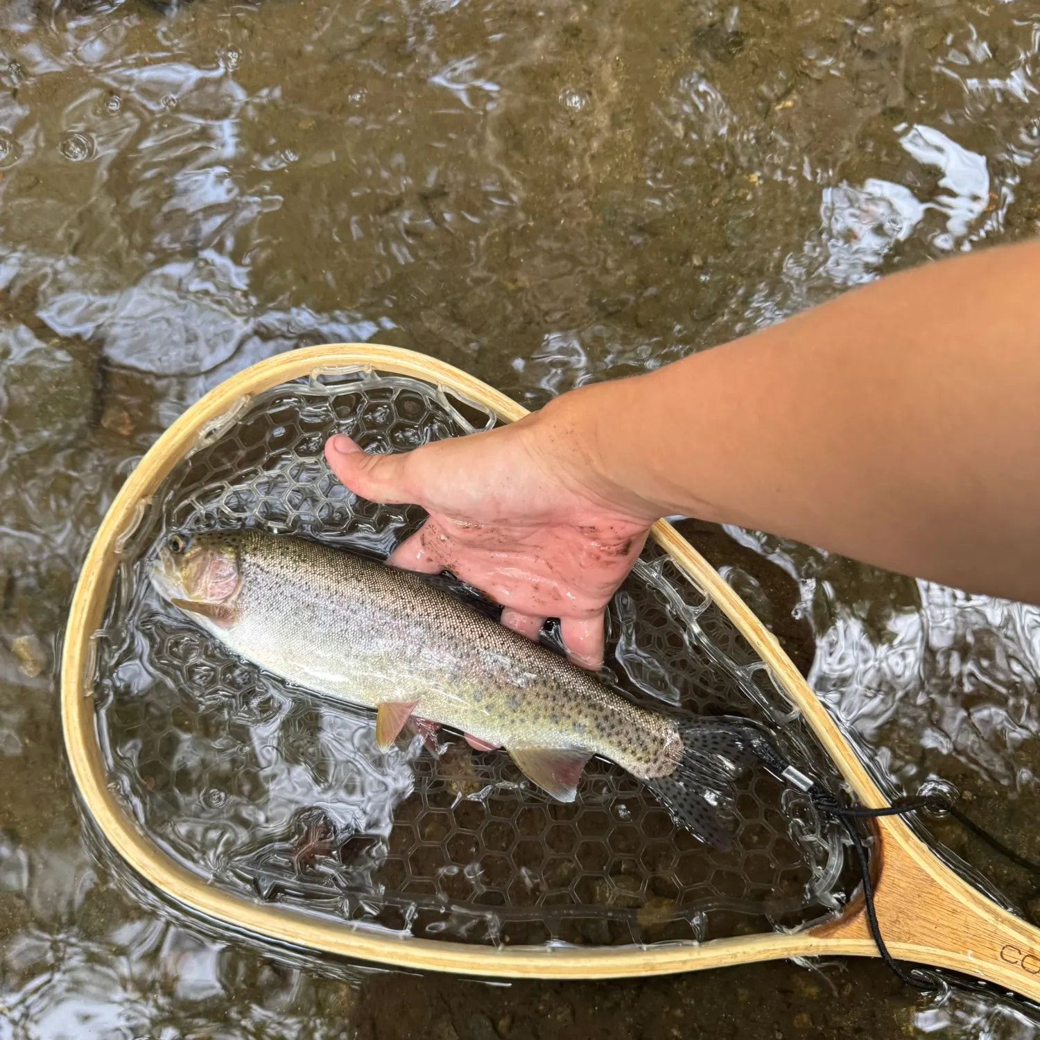 Rainbow trout caught on Fishbrain