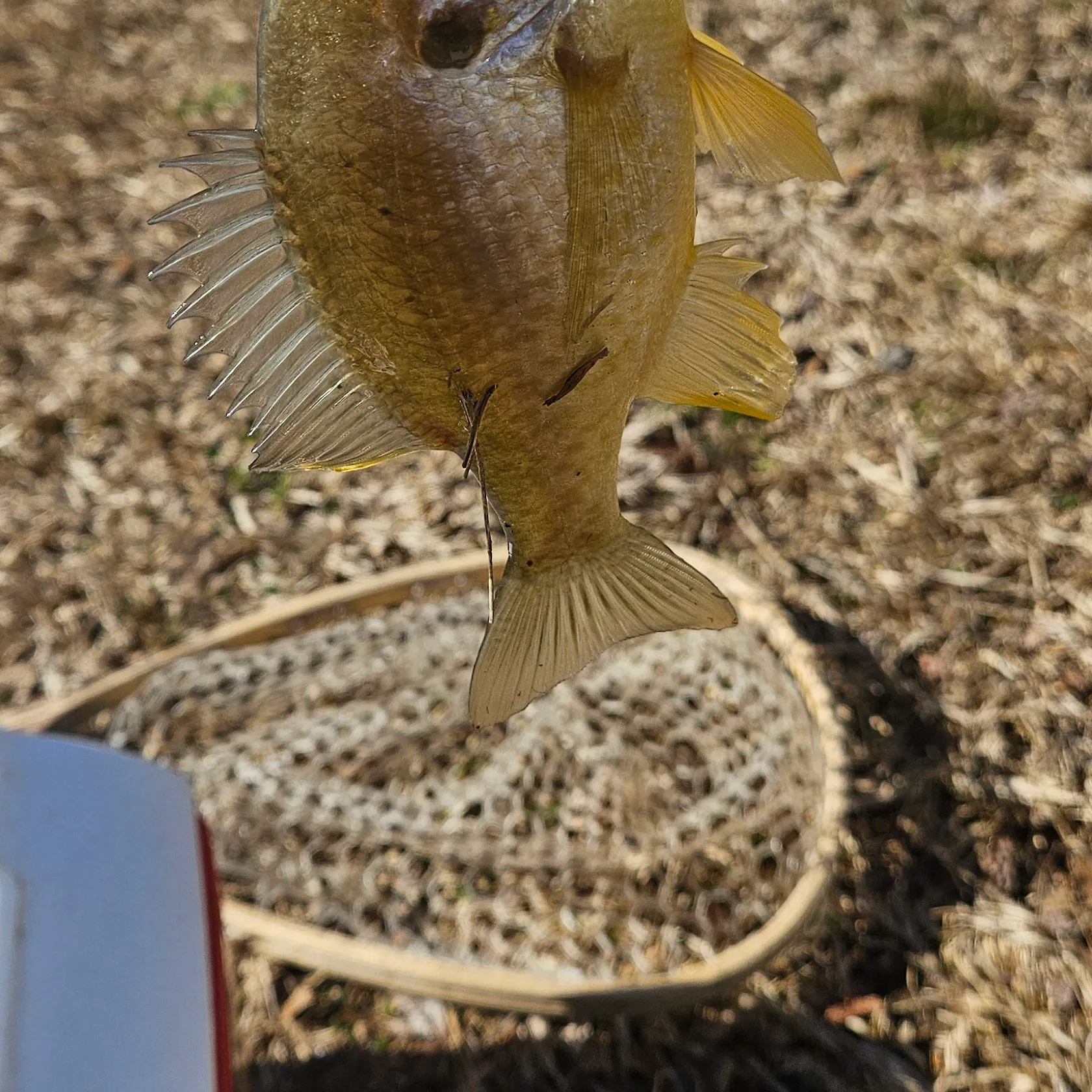 The most recent Bluegill catches on Fishbrain