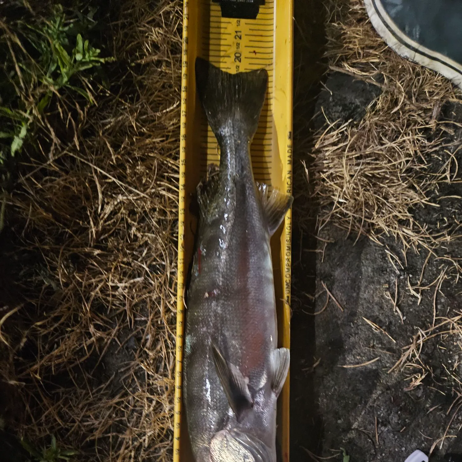 The most recent White seabass catches on Fishbrain