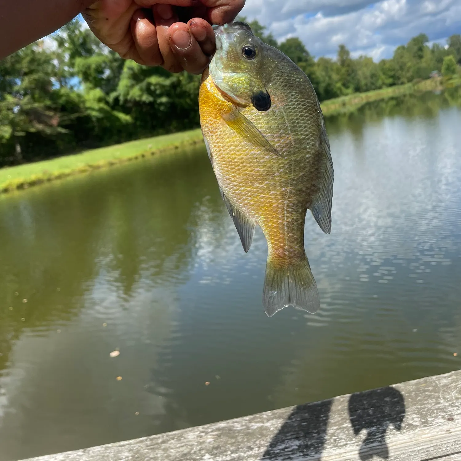 Bluegill caught on Fishbrain