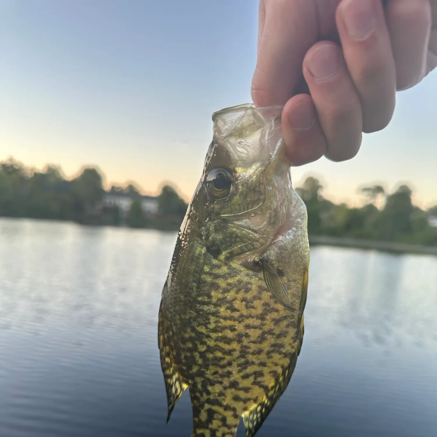 Black crappie caught on Fishbrain