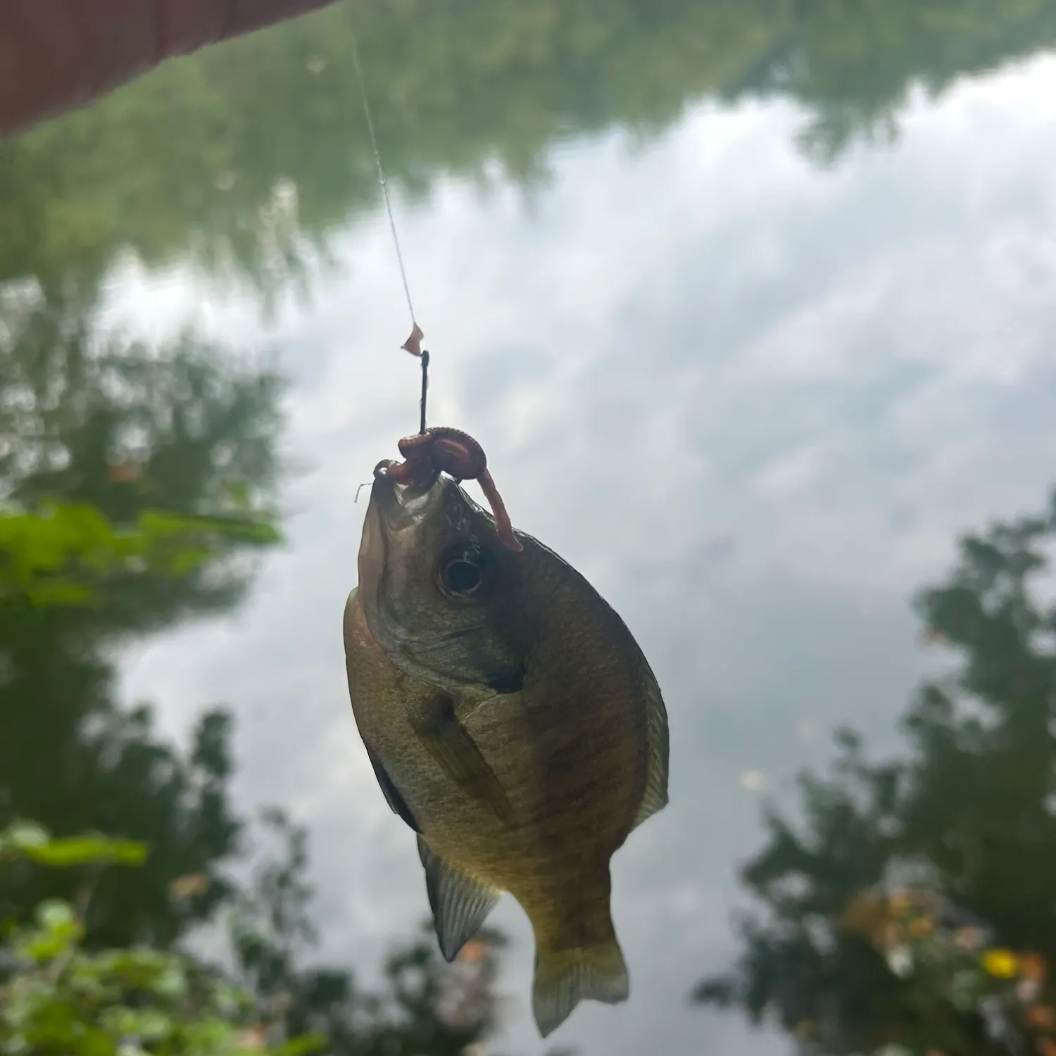 Bluegill caught on Fishbrain