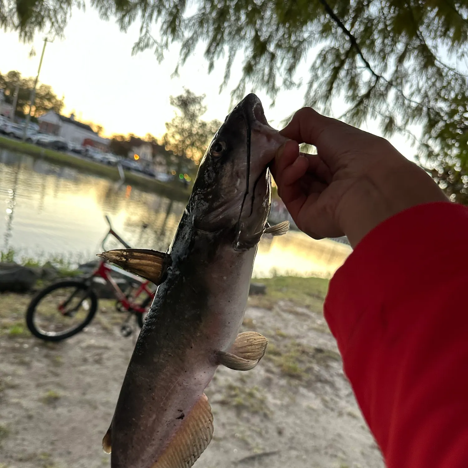 Channel catfish caught on Fishbrain