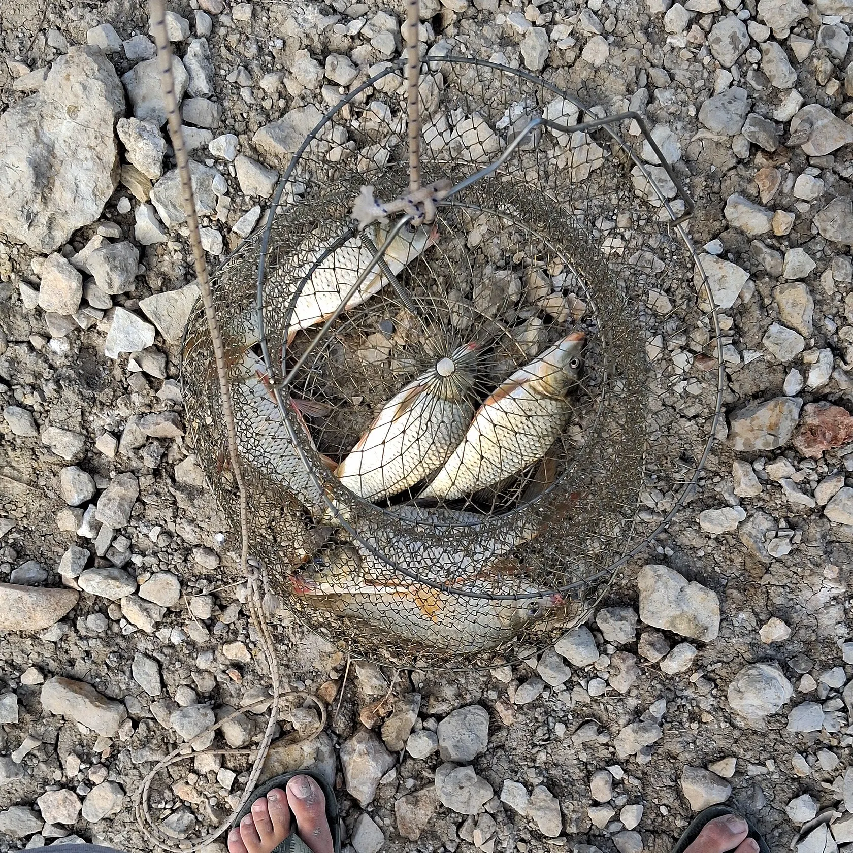 Common carp caught on Fishbrain