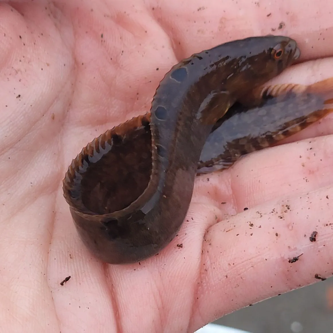 The most recent Rock gunnel catches on Fishbrain