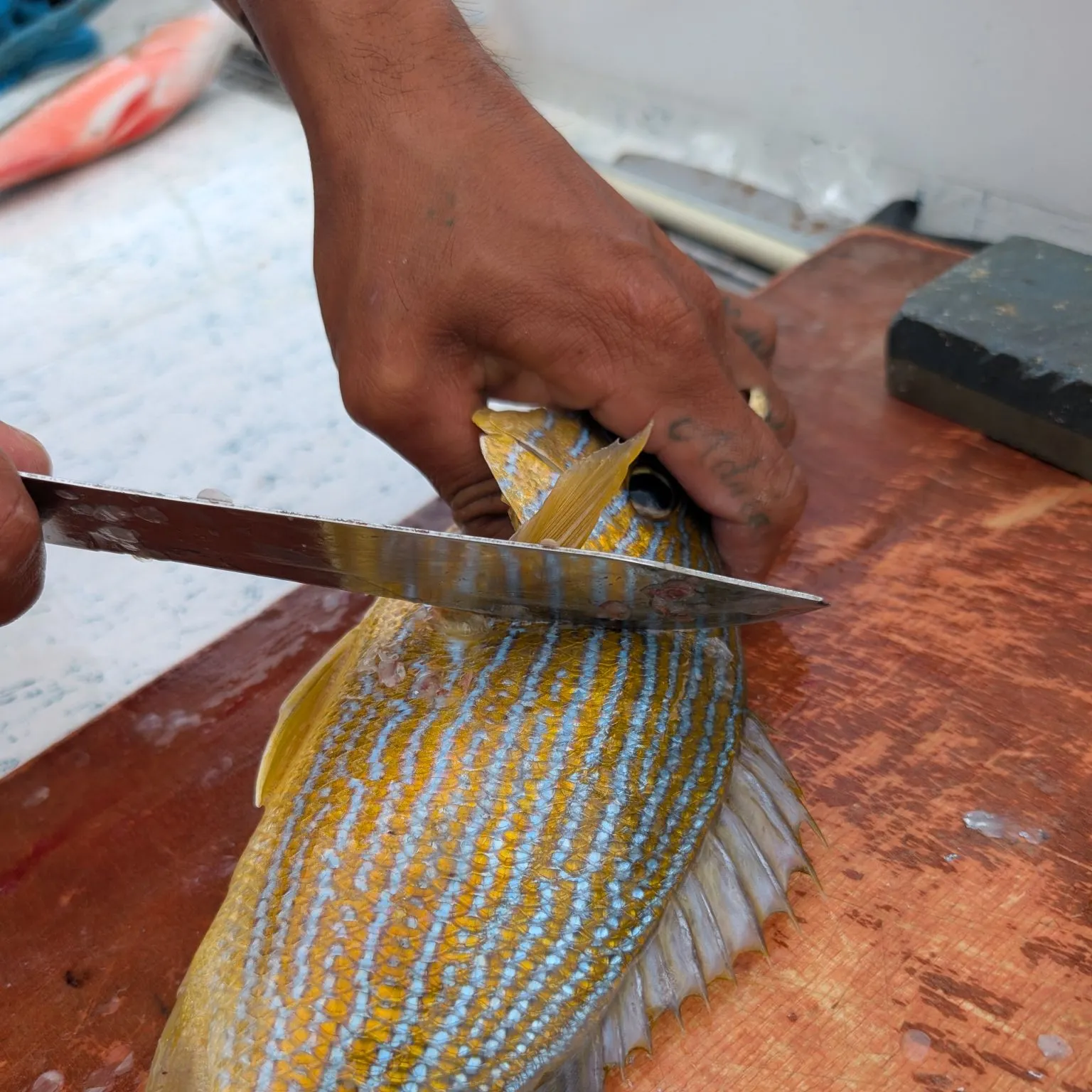 The most recent Lane snapper catches on Fishbrain