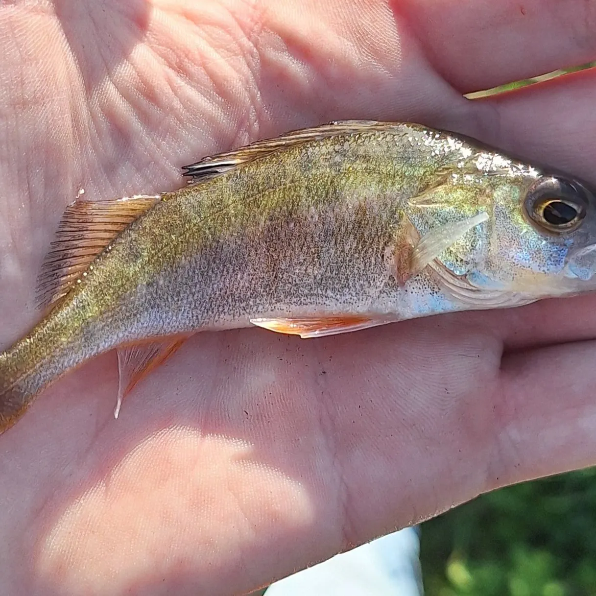 European perch caught on Fishbrain
