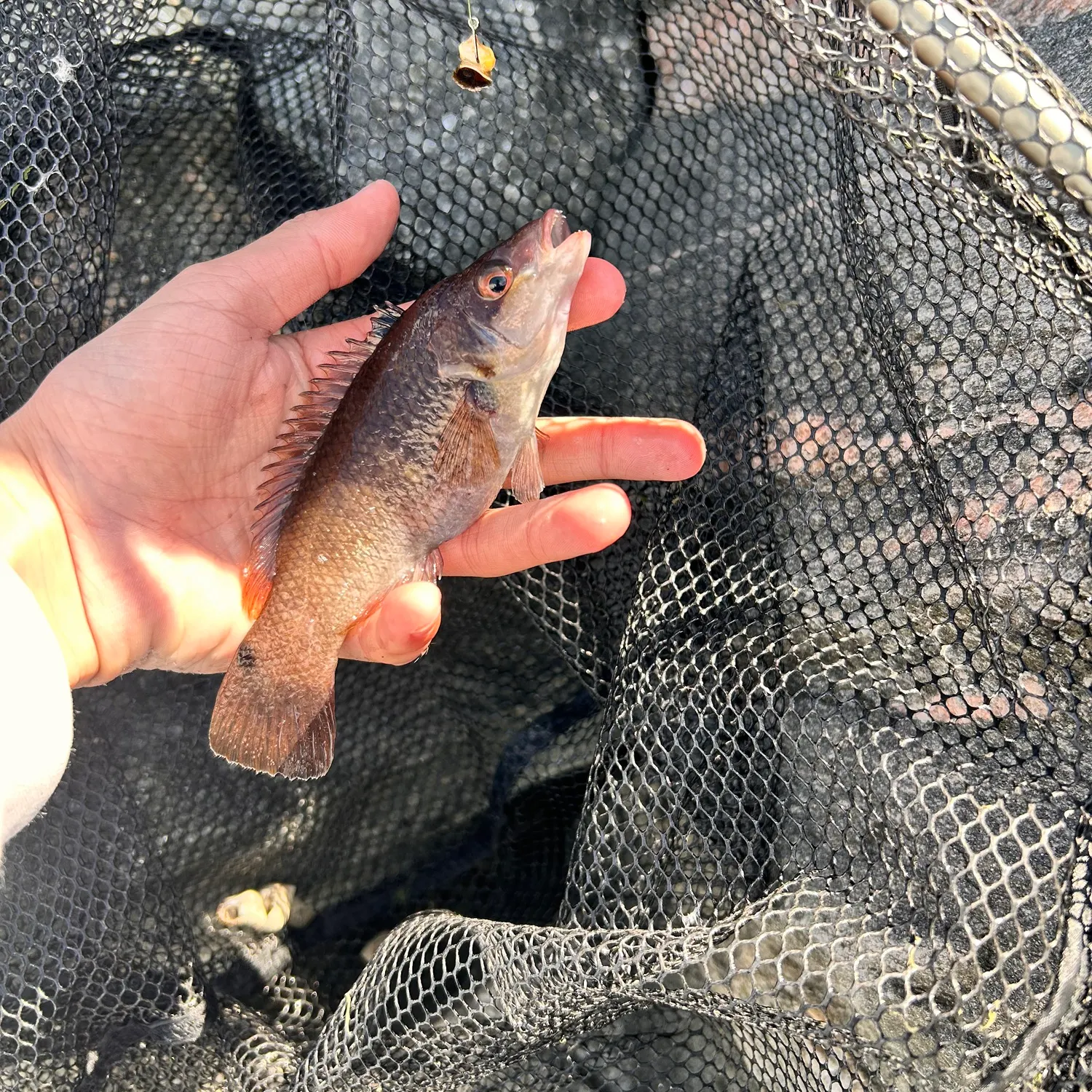 Fish caught on Fishbrain
