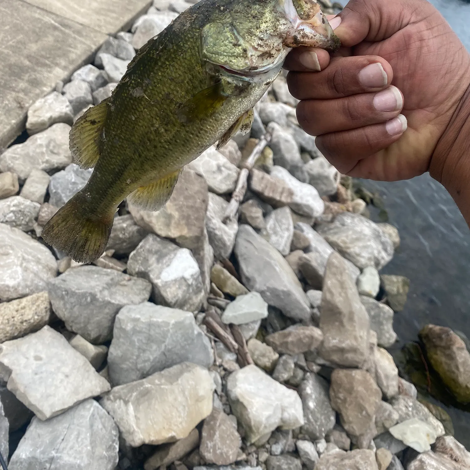 Smallmouth bass caught on Fishbrain