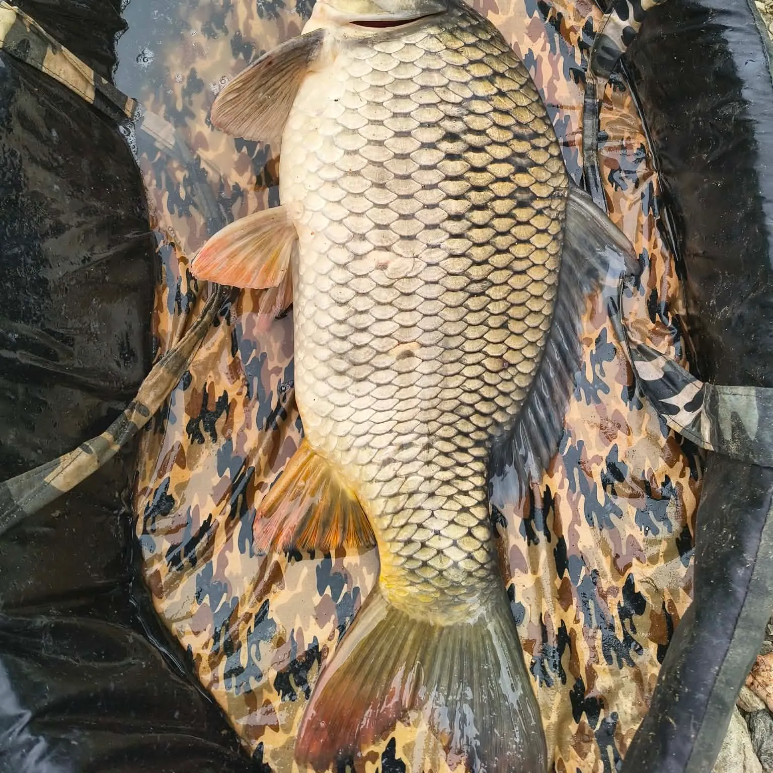 Common carp caught on Fishbrain