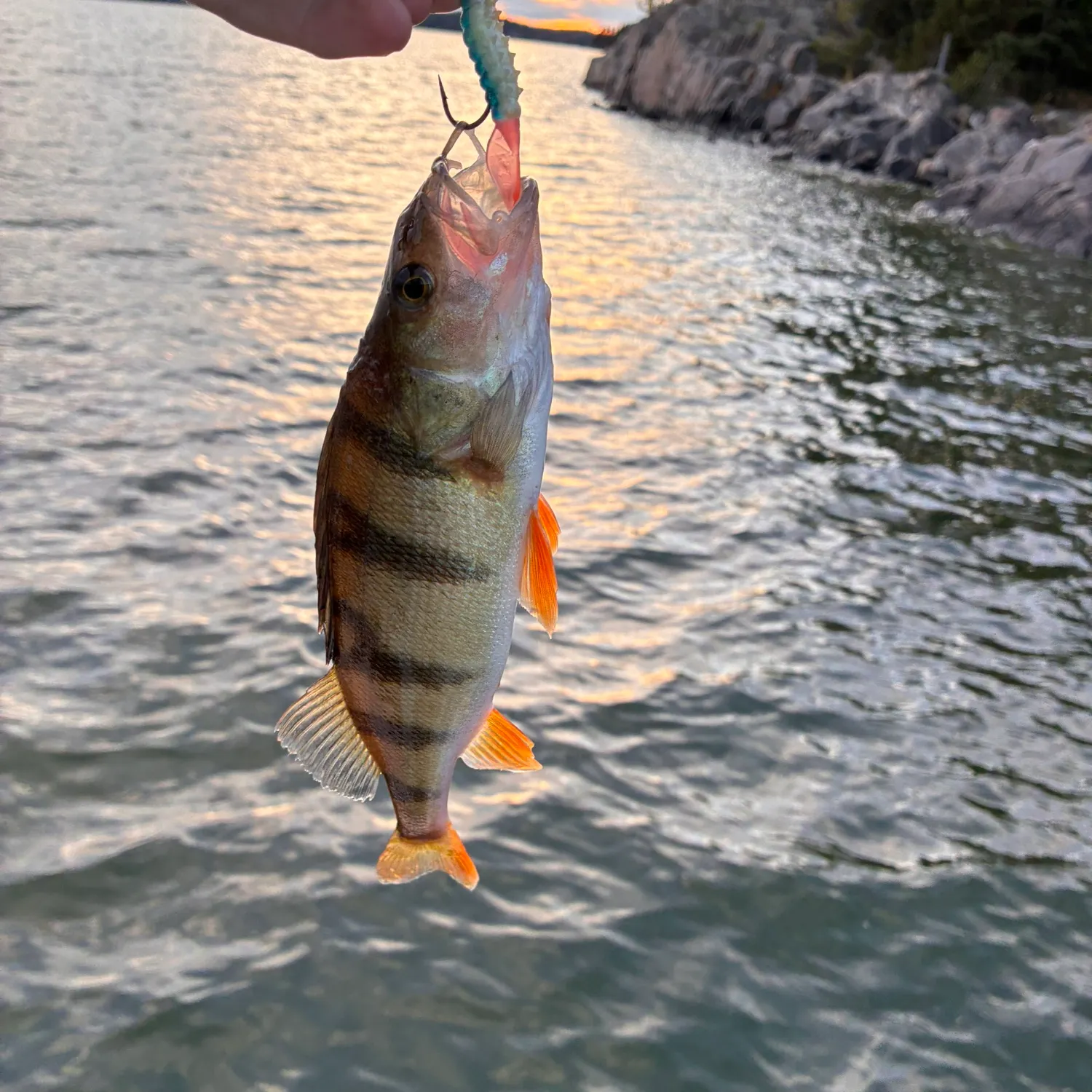 European perch caught on Fishbrain