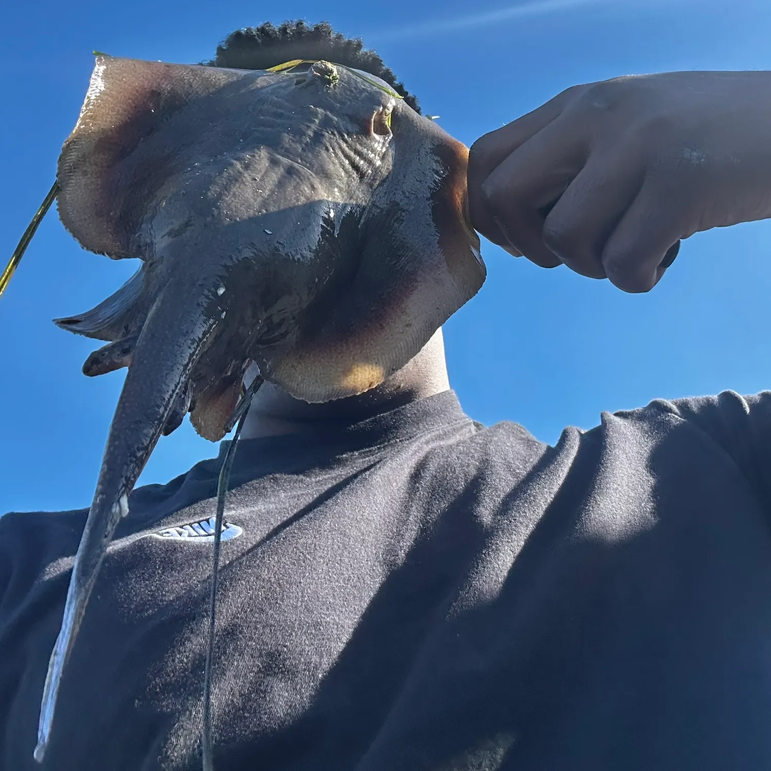 The most recent Sepia stingray catches on Fishbrain