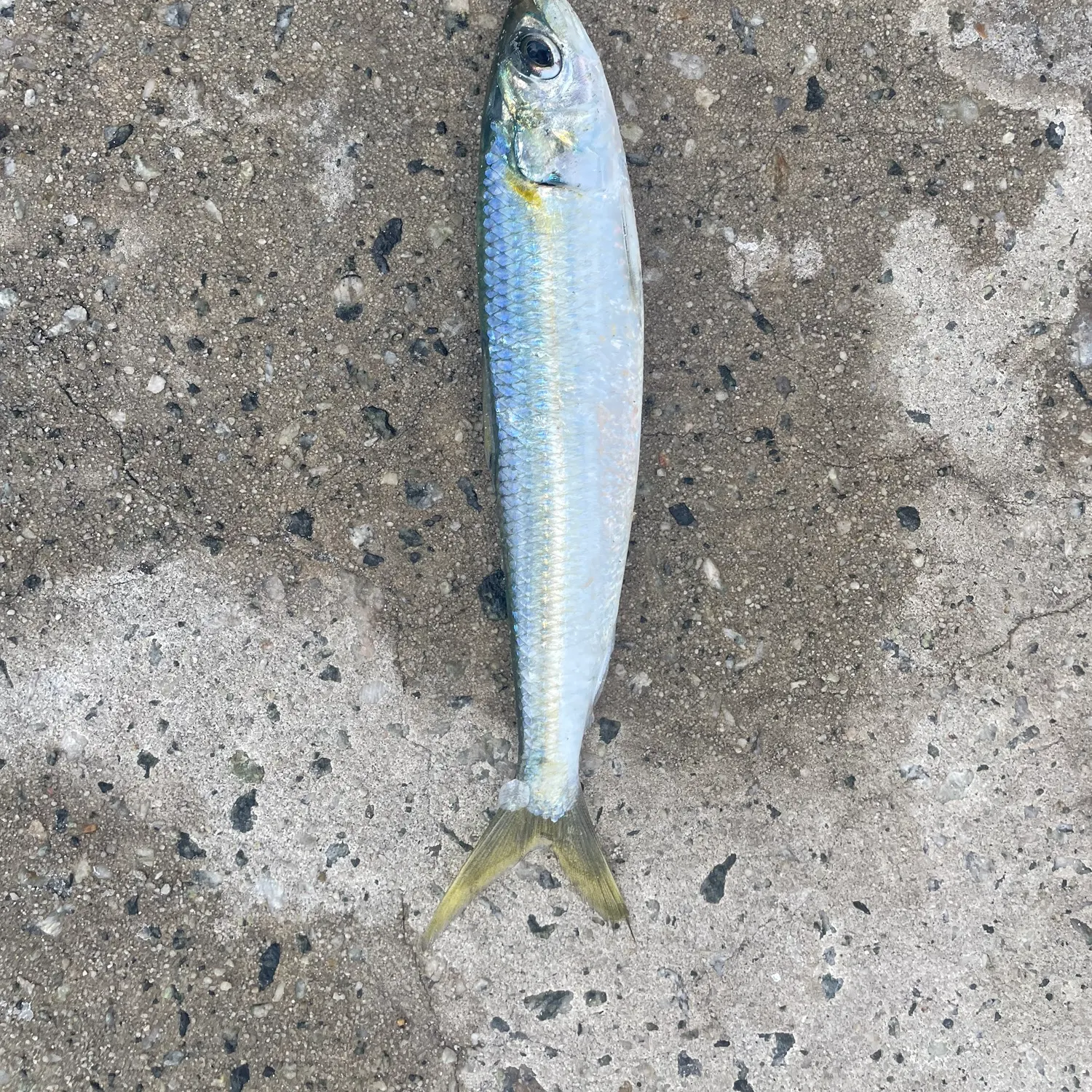 The most recent Round sardinella catches on Fishbrain