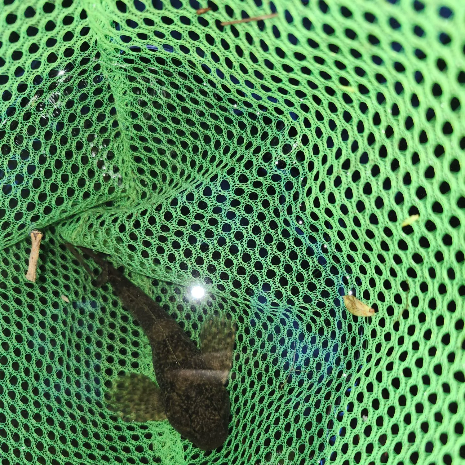 The most recent Longspined bullhead catches on Fishbrain
