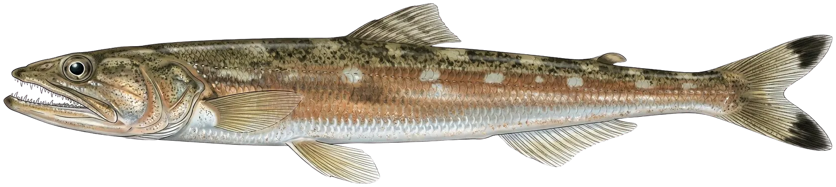 California lizardfish