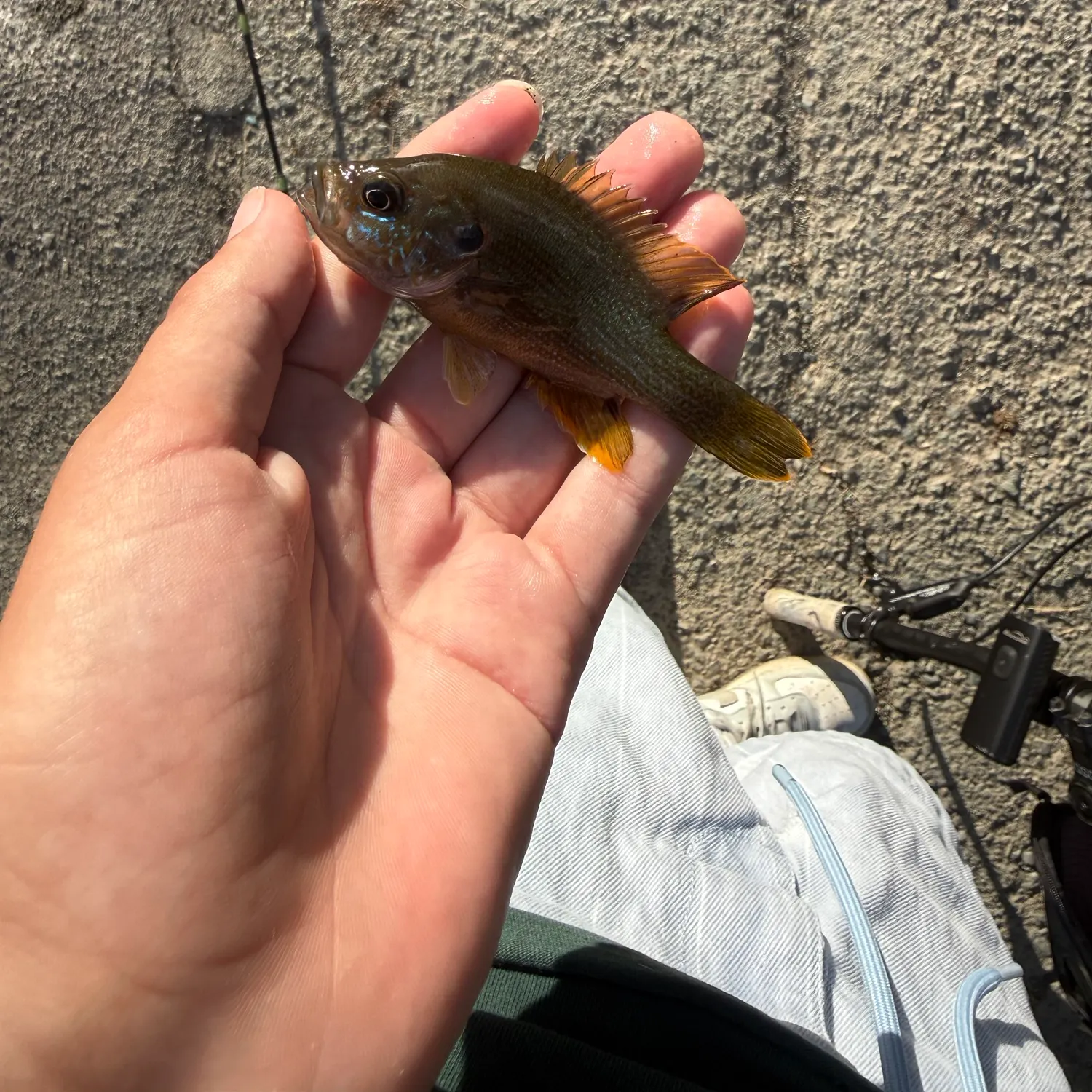 Greengill hybrid caught on Fishbrain