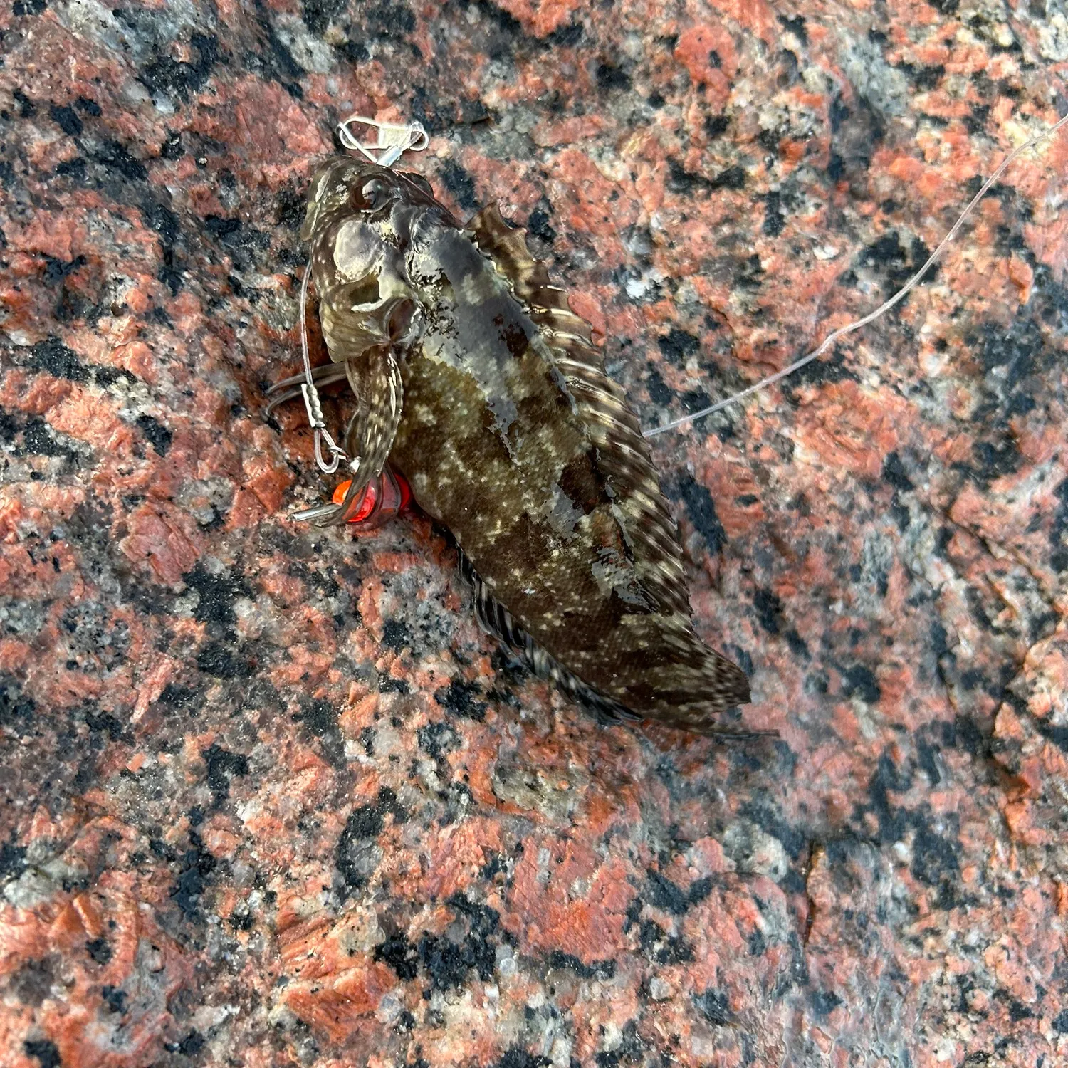 The most recent Hairy blenny catches on Fishbrain