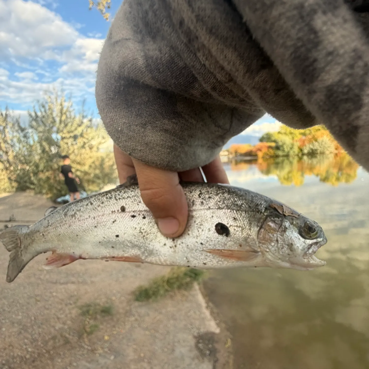 Rainbow trout caught on Fishbrain
