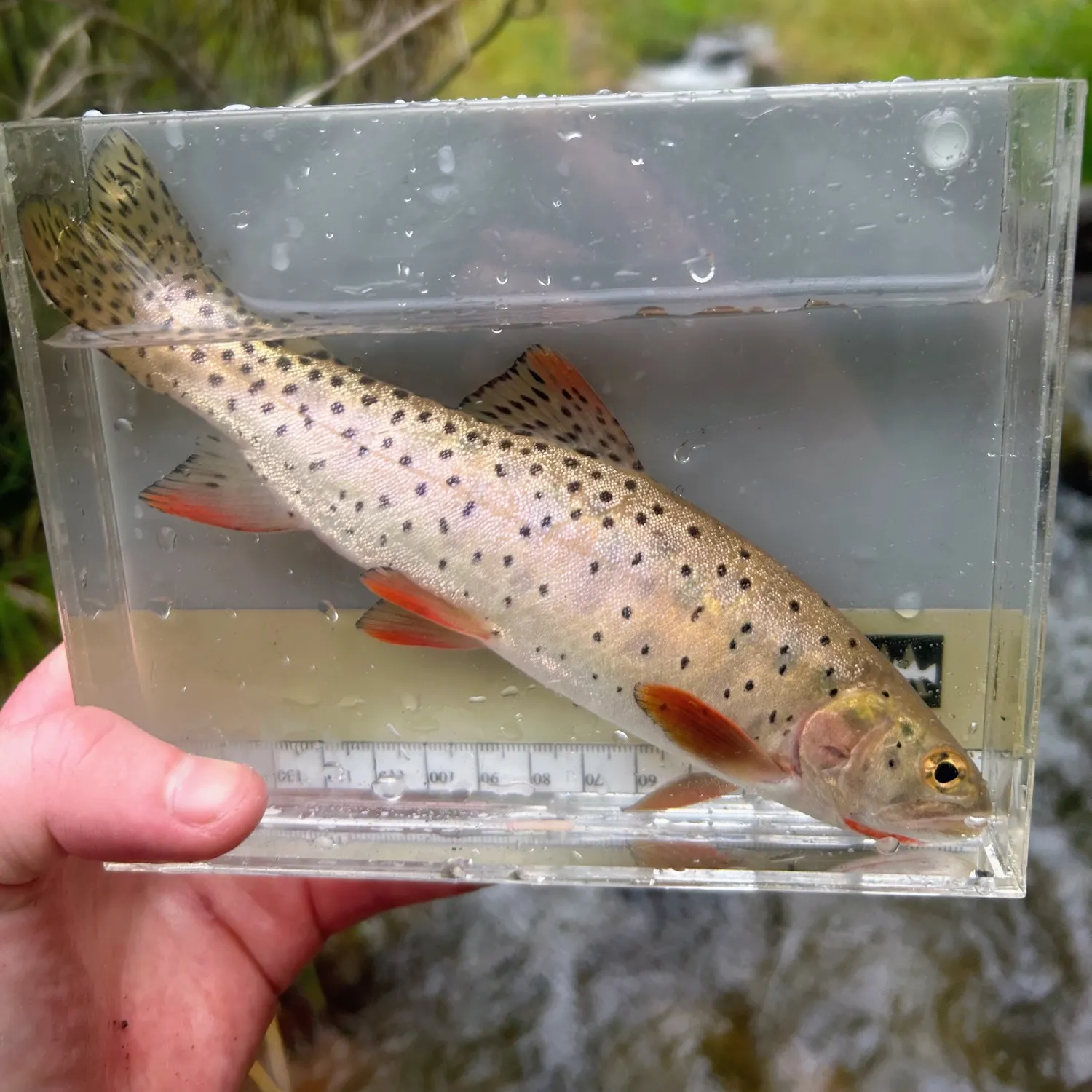 Bonneville cutthroat trout caught on Fishbrain