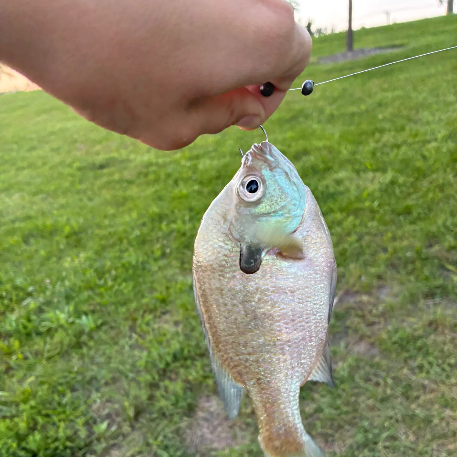 Bluegill caught on Fishbrain
