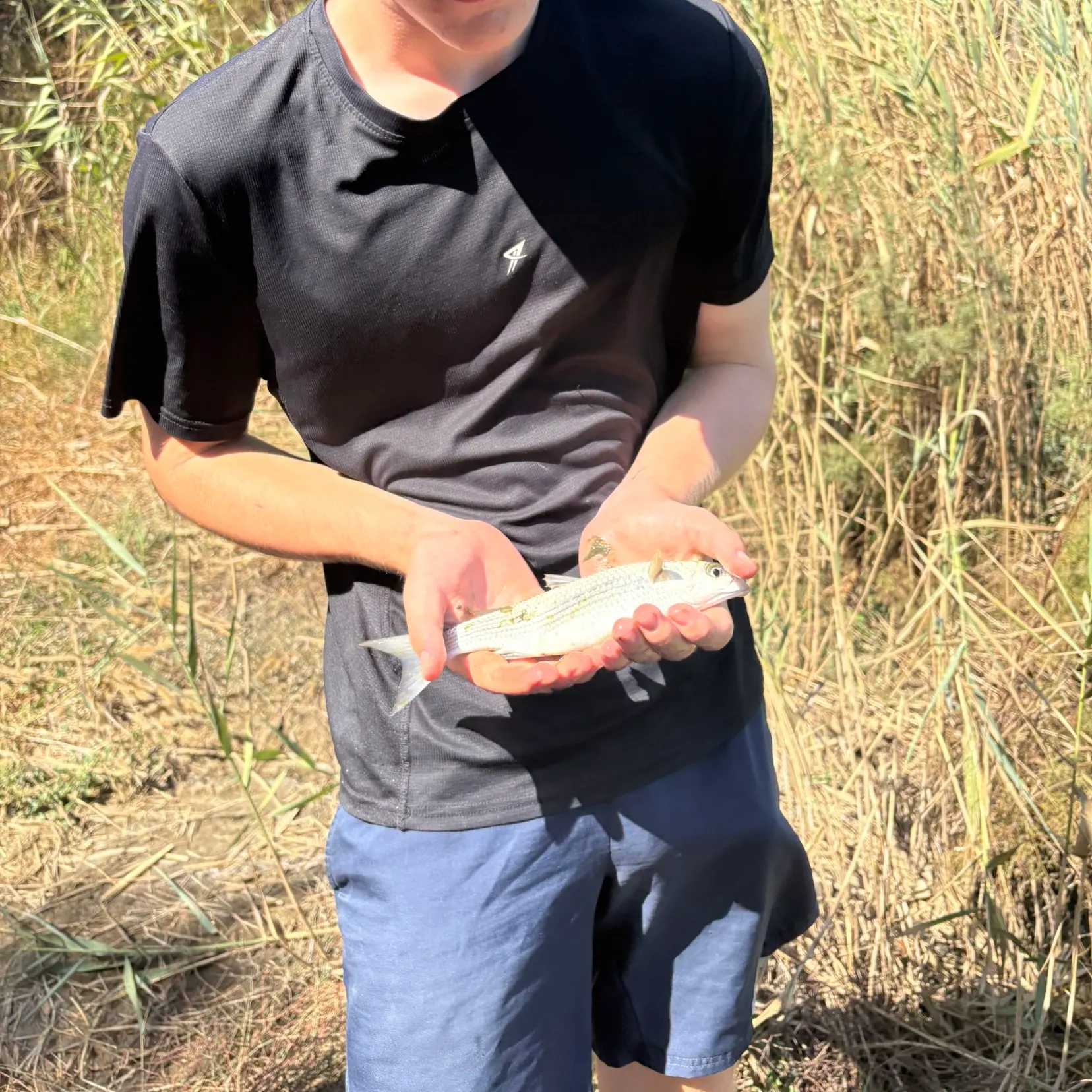 Striped mullet caught on Fishbrain